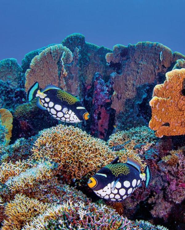 Pristine Paradise Dive Resort - Togean Islands, Una Una Pulau Unauna Exterior photo